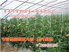 日光溫室  全鋼架花梁溫室大棚   壽光市啟航溫室